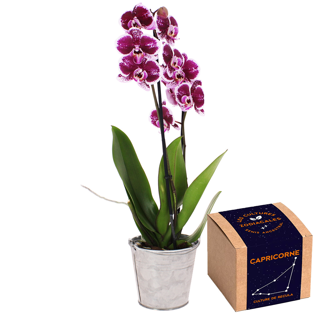Entretenir ses orchidées • Fleurs et Création