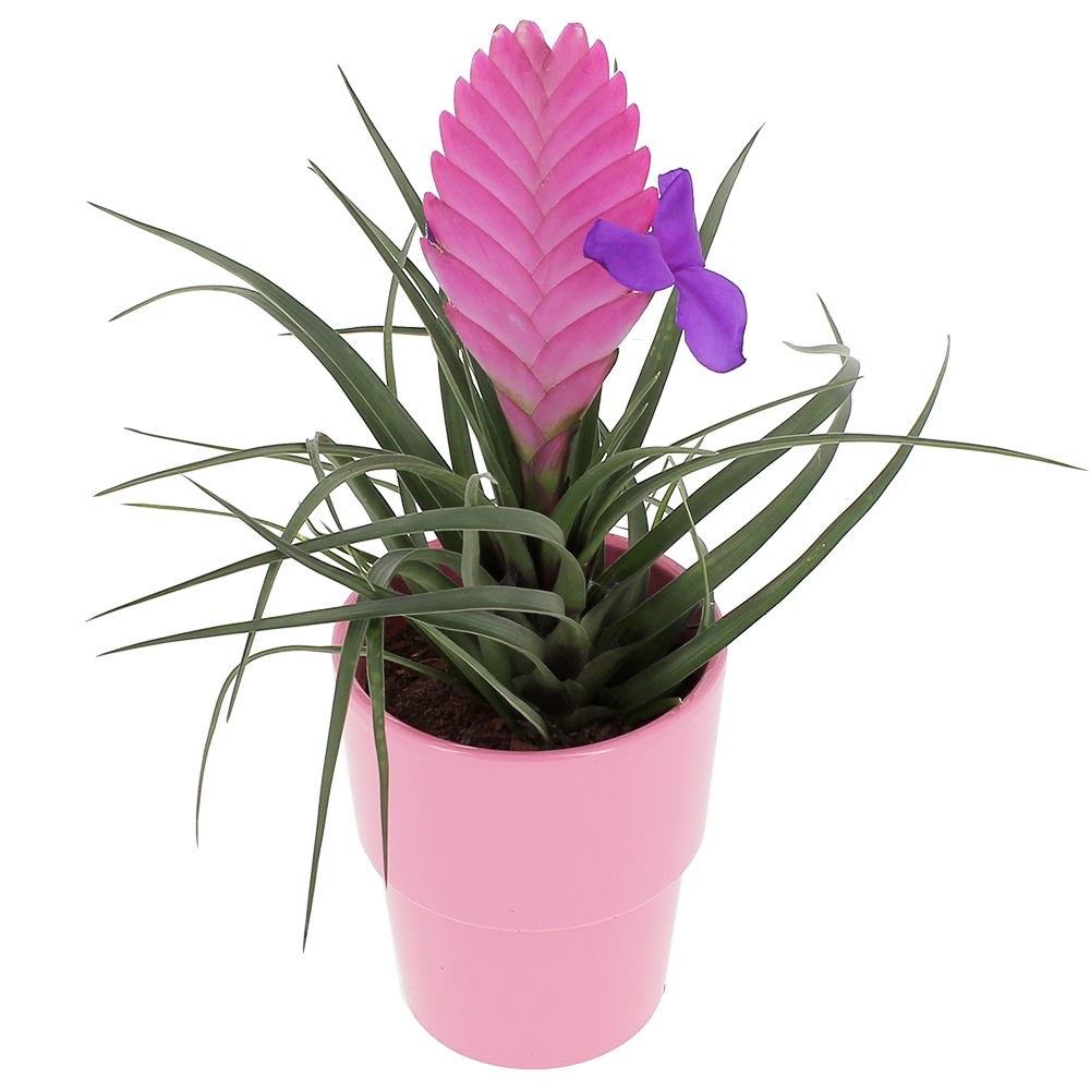 Tillandsia cyanea (Tillandsia raquette) Pot de 0,7 litre Taille Pot de 0,7  litre