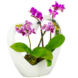 Orchidée COEUR BLANC + 2 MINI-ORCHIDEES - Livraison