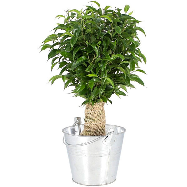 Plantes et Arbustes BONSAI FICUS