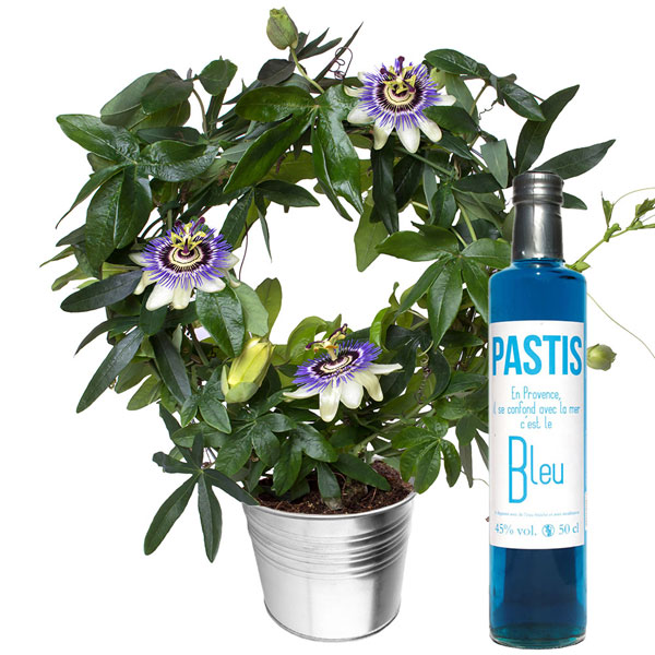 Cadeaux insolites PASSIFLORE + POT + PASTIS