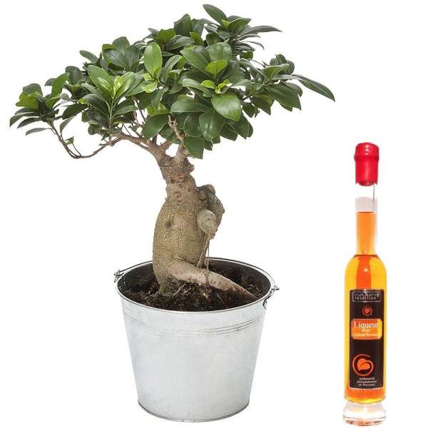 Cadeaux insolites BONSAI GINSENG + LIQUEUR