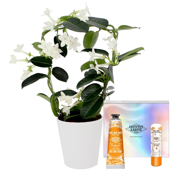 Fleurs et cadeaux STEPHANOTIS + TROUSSE INSTITUT KARITE