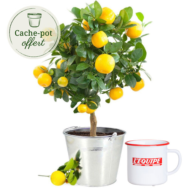 Cadeaux insolites CITRONNIER + MUG L'EQUIPE