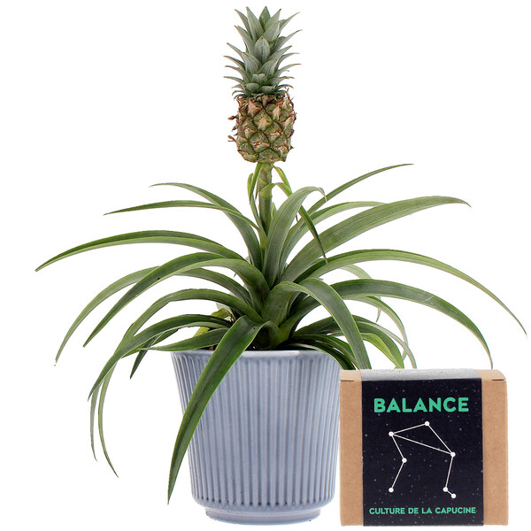 Fleurs et cadeaux ANANAS EN POT + KIT BALANCE