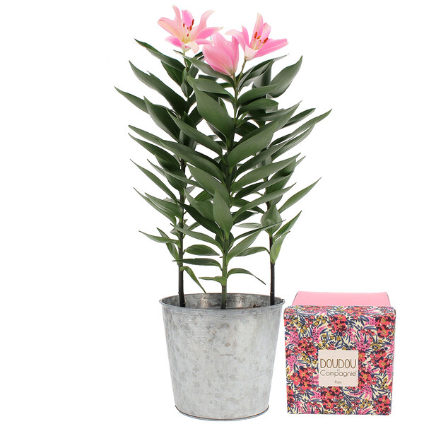 Fleurs et cadeaux LYS EN POT + DOUDOU FAON