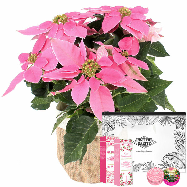 Fleurs et cadeaux POINSETTIA ROSE EN POT + TROUSSE INSTITUT KARITE