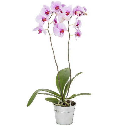 Fréquence arrosage orchidée