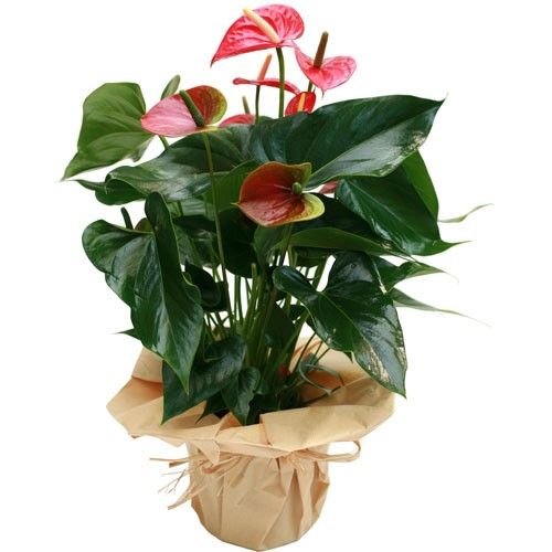 Plantes et Arbustes ANTHURIUM